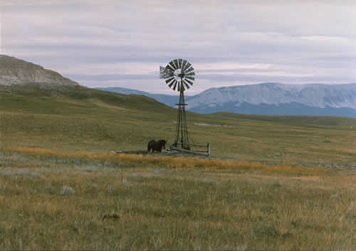 Windmill, Water, Thristy Horse
