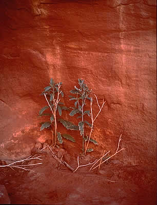 Red Rock Flowers