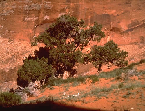 Trees In The Sand, Monument Valley