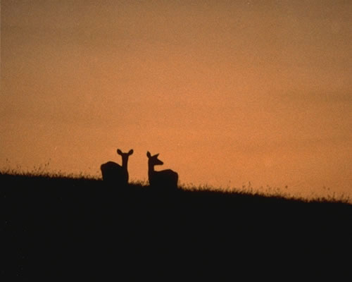 Two Deer In The Mansion House Field