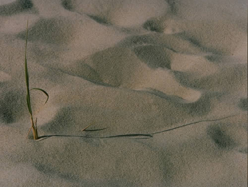 Blade Of Grass