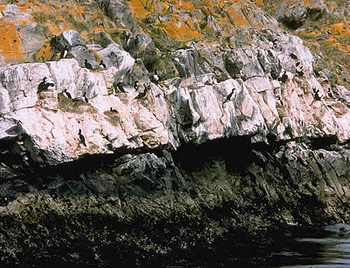 Nesting Along The Beagle Channel