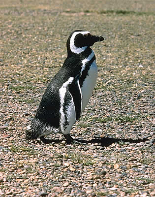 Portrait Of A Patagonian Penguin