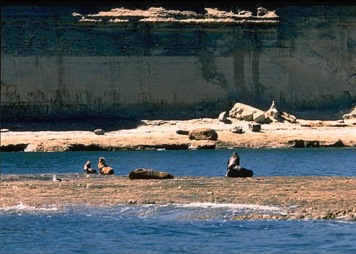 Elephant Seal