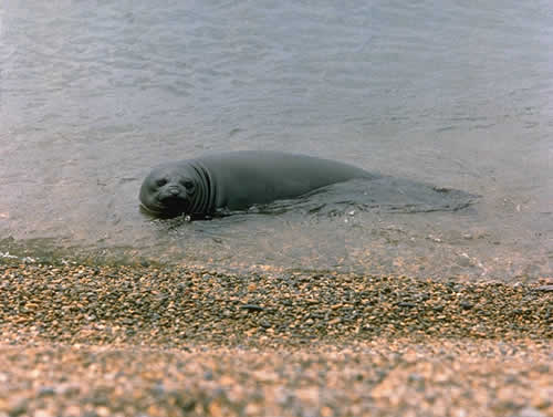 Baby Seal