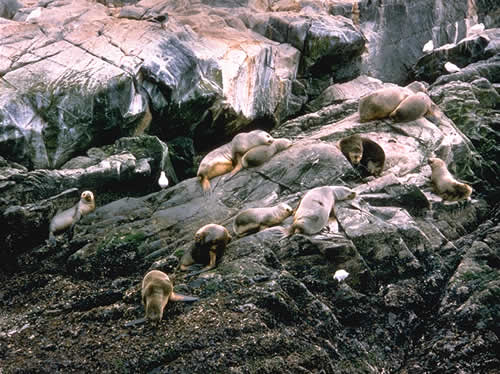 Seals And Gulls, Beagle Channel