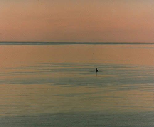 Whale At Dawn, Off Patagonia