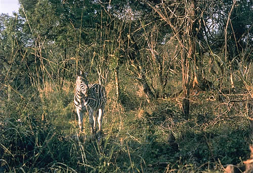Zebra In The Grass