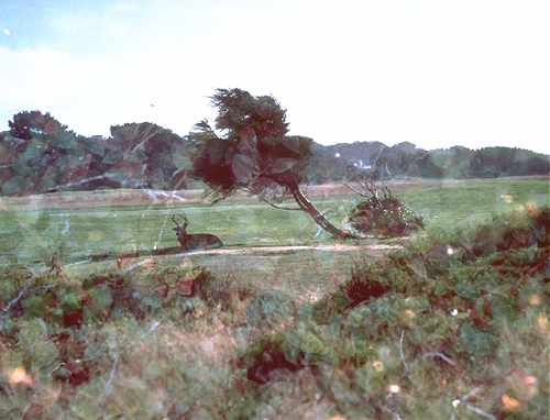 Stag, Pebble Beach
