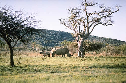 Rhino Mother And Baby