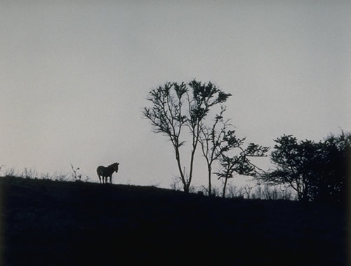 Zebra At Dusk