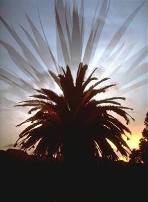 Palms Silhouettes
