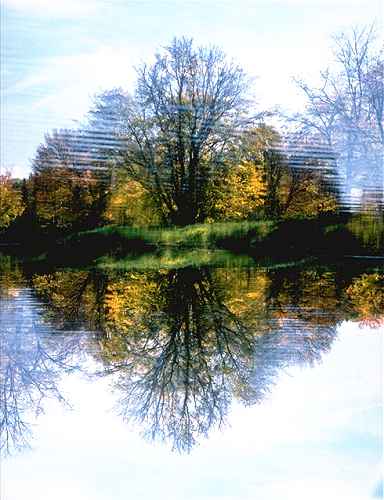 Tree Reflected Kejimkujik