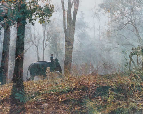 Elephant Camp