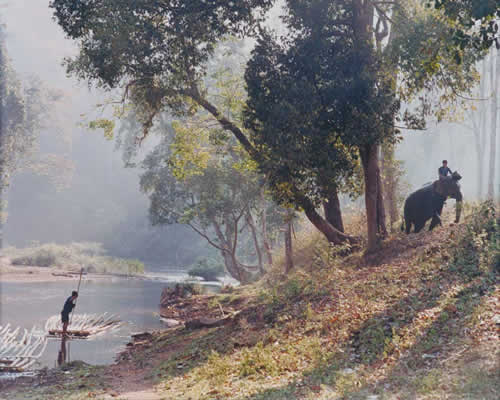 Working in the Elephant Camp